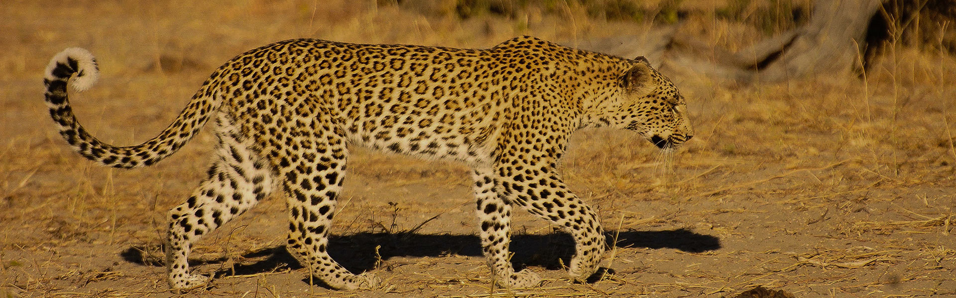 Safari sur-mesure à Chobe Linyanti | Sous l'Acacia