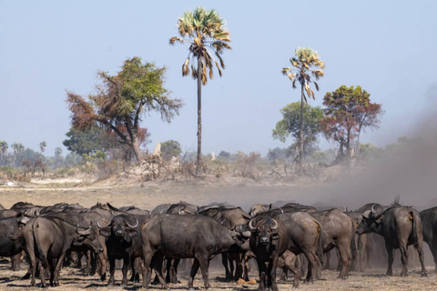 Kalahari - Delta de l'Okavango