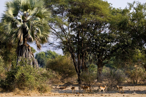 Parc national de Luangwa Sud - Lower Zambezi