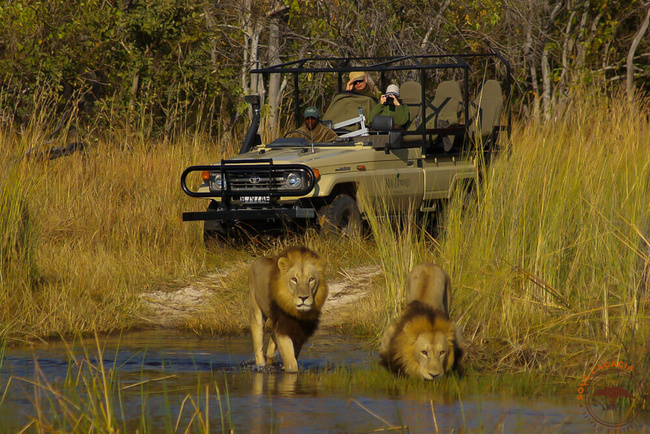 Safari en voiture dans l'Okavango @Sous l'Acacia