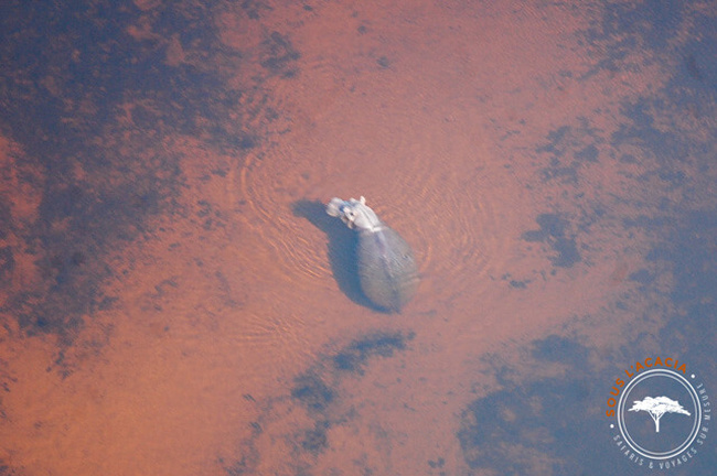 Hippopotame dominant, seul dans l'eau au Botswana @Sous l'Acacia