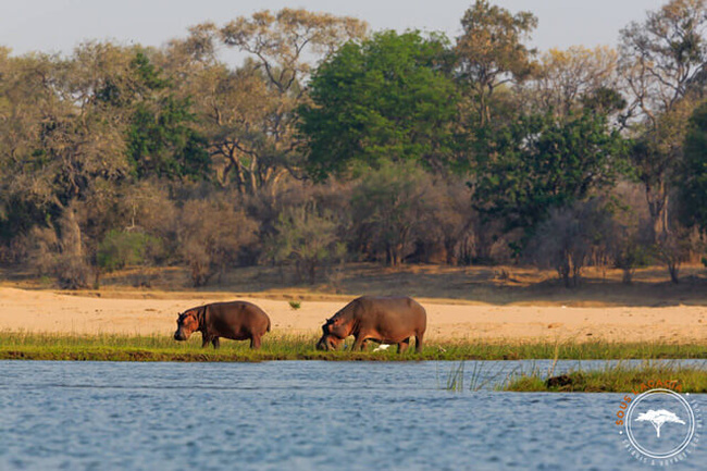 Hippopotames en train de paître au Zimbabwe @Sous l'Acacia