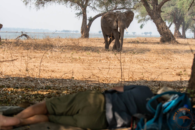 Visite d'un éléphant pendnat la sieste @Sous l'Acacia