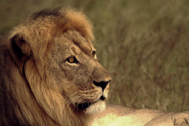 Lion dans le Hwange @Sous l'Acacia