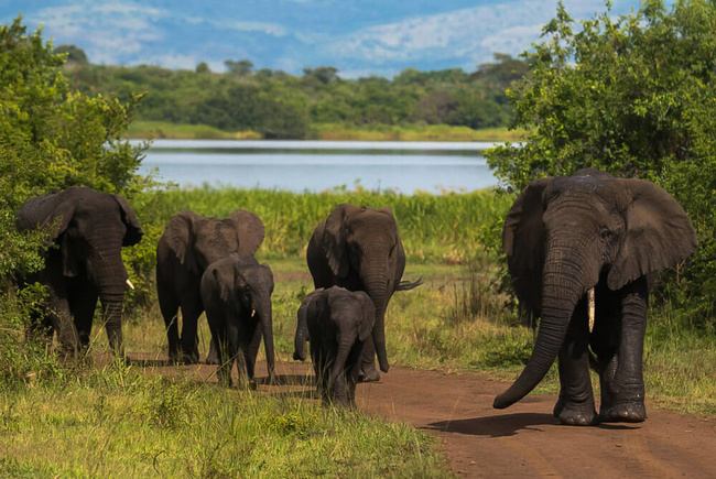 Elephants dans le parc d'Akagera @Sous l'Acacia
