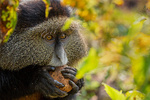 Rwanda, au pays des primates