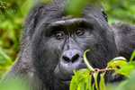 Partez à la rencontre des gorilles de montagne en Ouganda