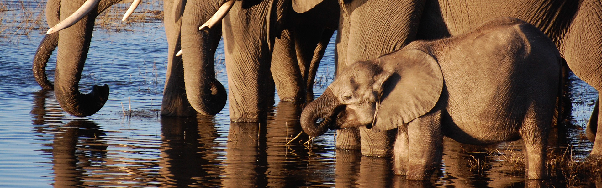 Parc National de Chobe | Sous l'Acacia