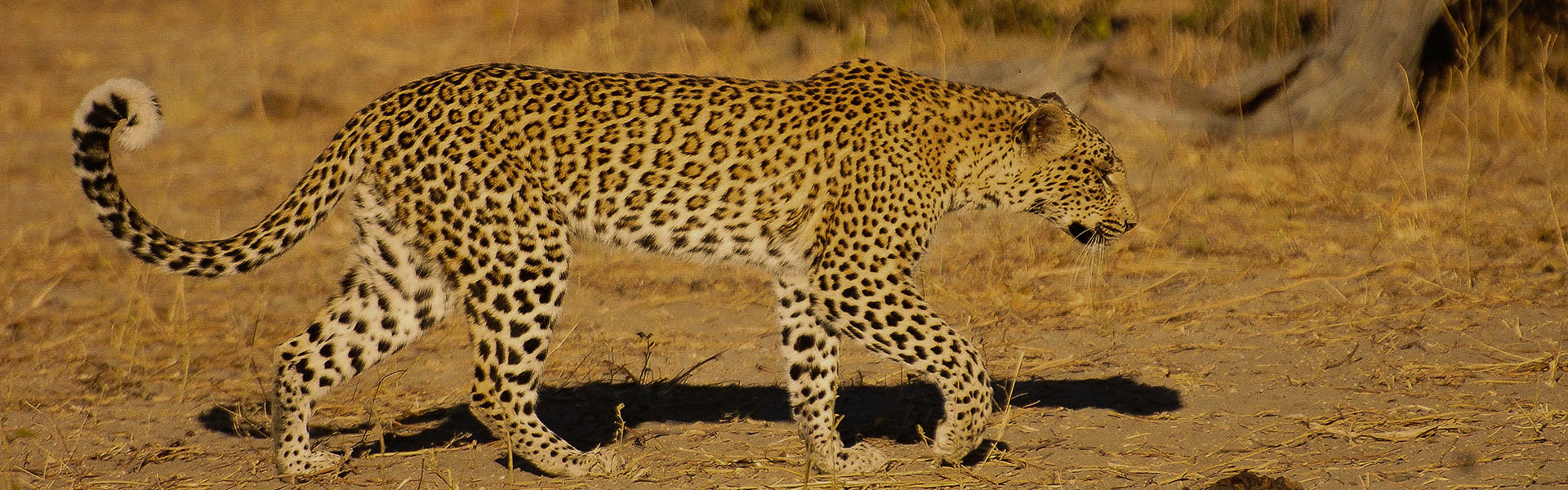 Chobe Linyanti | Sous l'Acacia