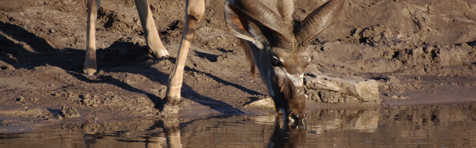 Chobe Savuti | Sous l'Acacia