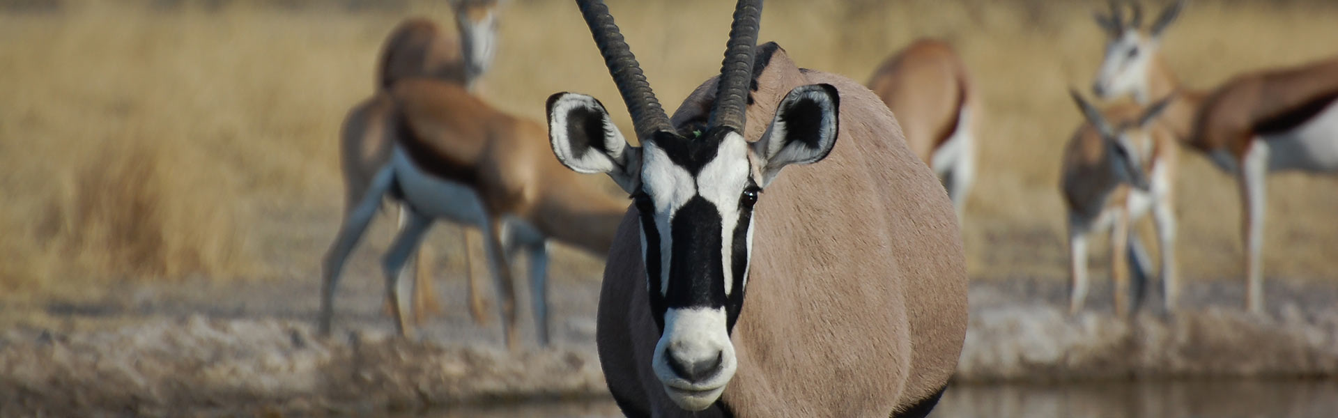 Parc transfrontalier Kgalagadi | Sous l'Acacia