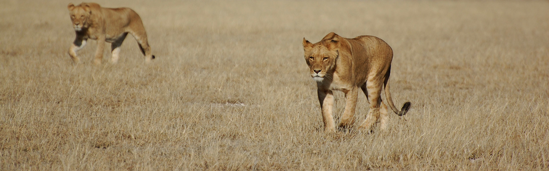 Partez pour un safari & un voyage sur-mesure en Afrique | Sous l'Acacia