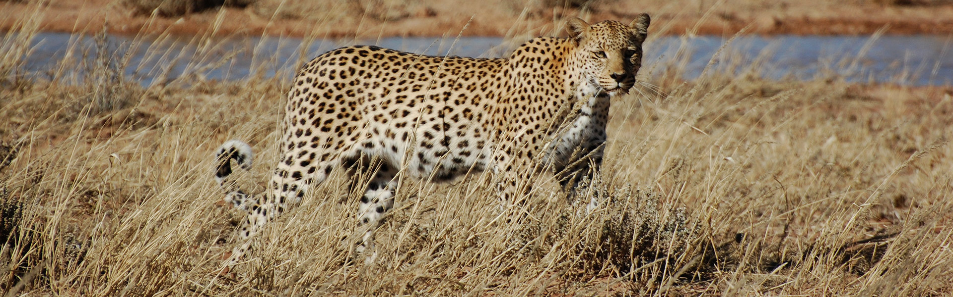 Parc national d'Odzala-Kokoua | Sous l'Acacia