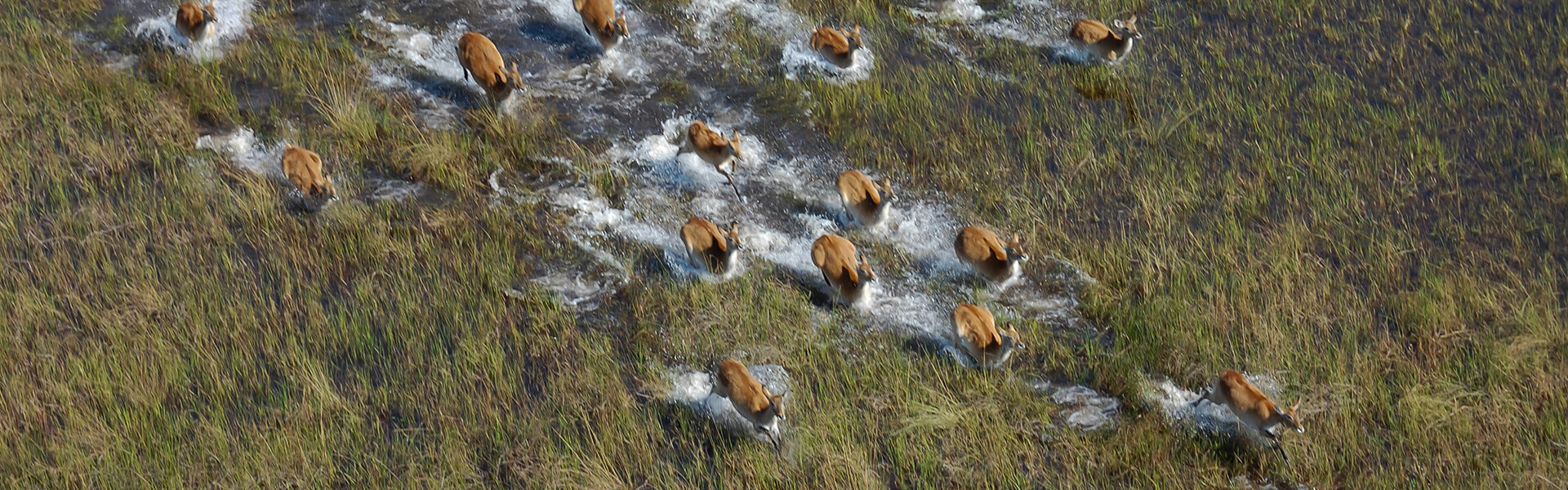 Delta de l'Okavango | Sous l'Acacia