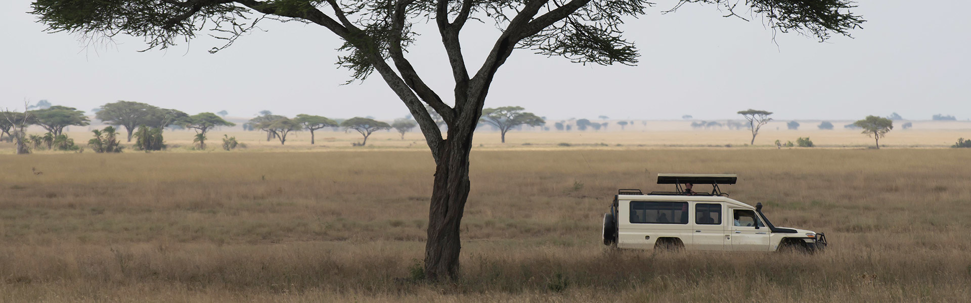 Safaris & voyages sur-mesure | Sous l'Acacia