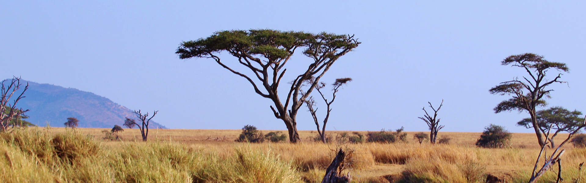 Masaï Mara | Sous l'Acacia
