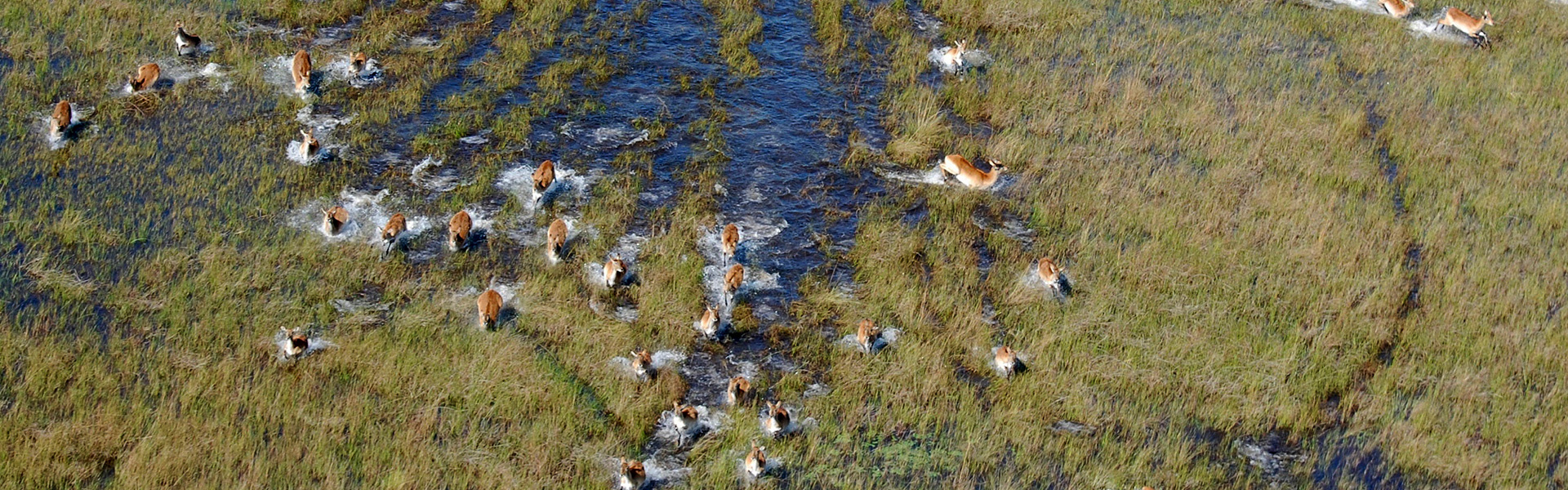 La Magie du Delta de l'Okavango | Sous l'Acacia