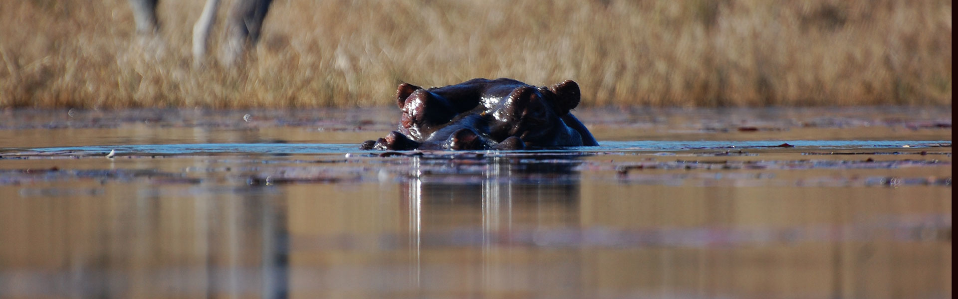 Connaissez-vous vraiment l'hippopotame ? | Sous l'Acacia