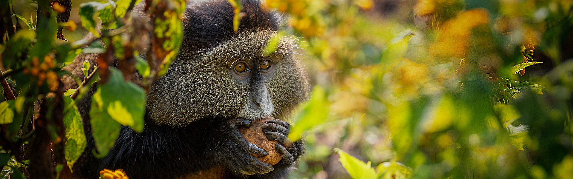 Rwanda, au pays des primates | Sous l'Acacia