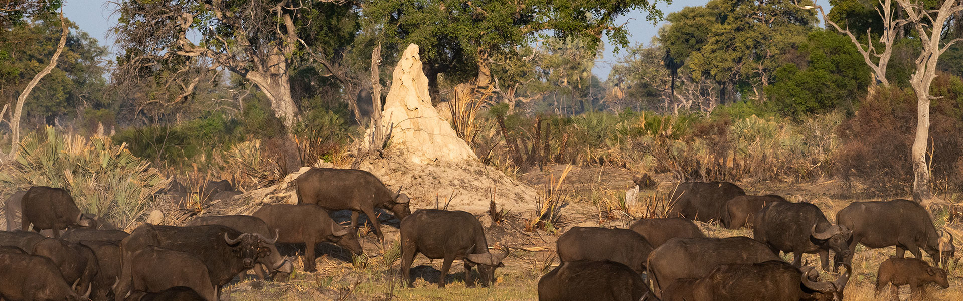 Les termitières du Delta de l'Okavango | Sous l'Acacia