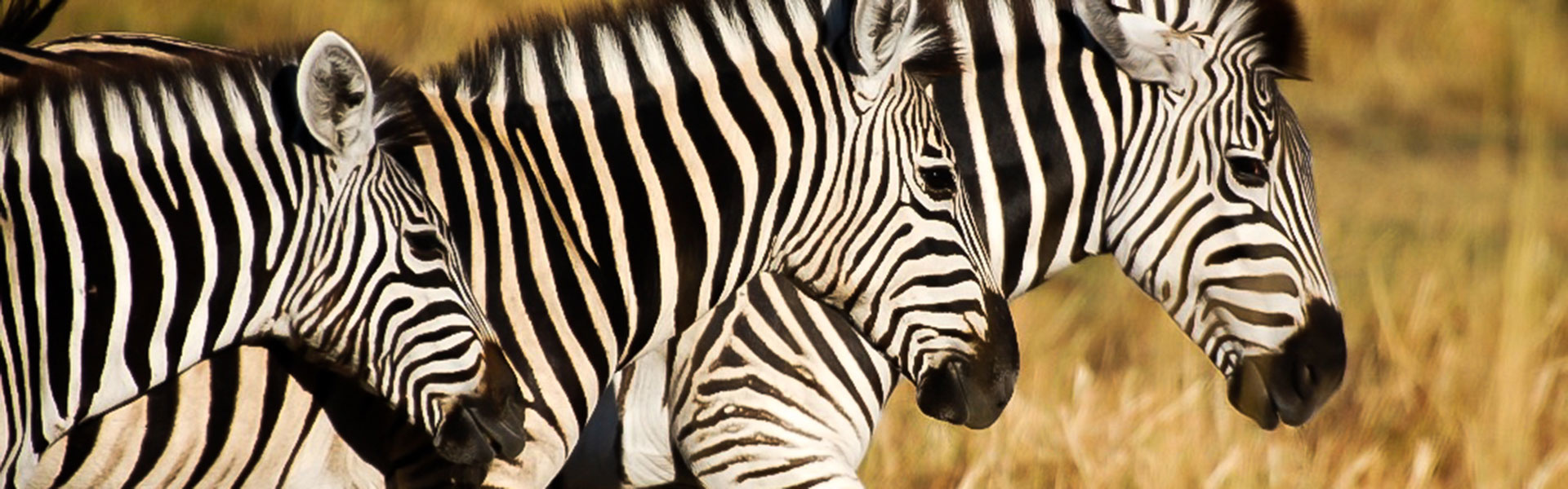 La migration des zèbres au Botswana | Sous l'Acacia