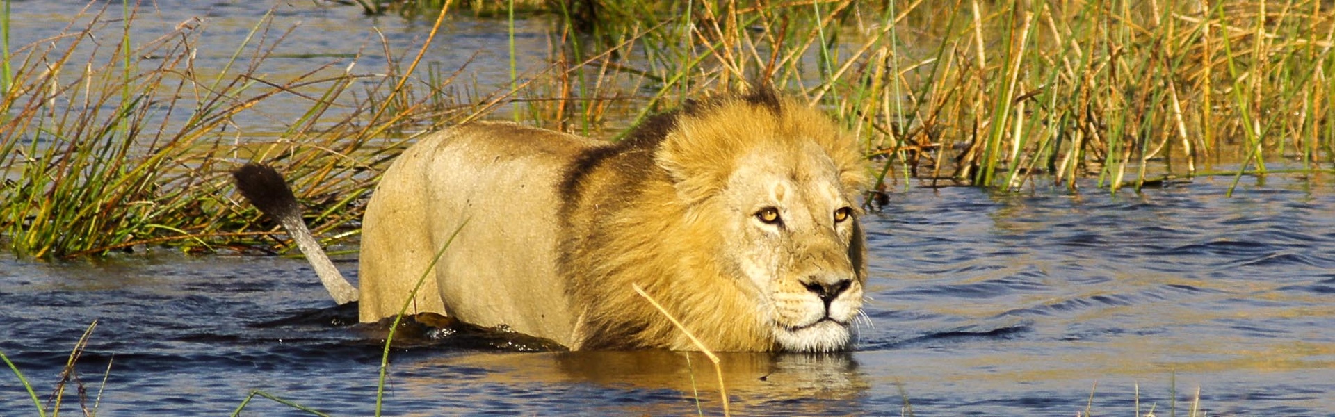 Au coeur du delta de l'Okavango | Sous l'Acacia