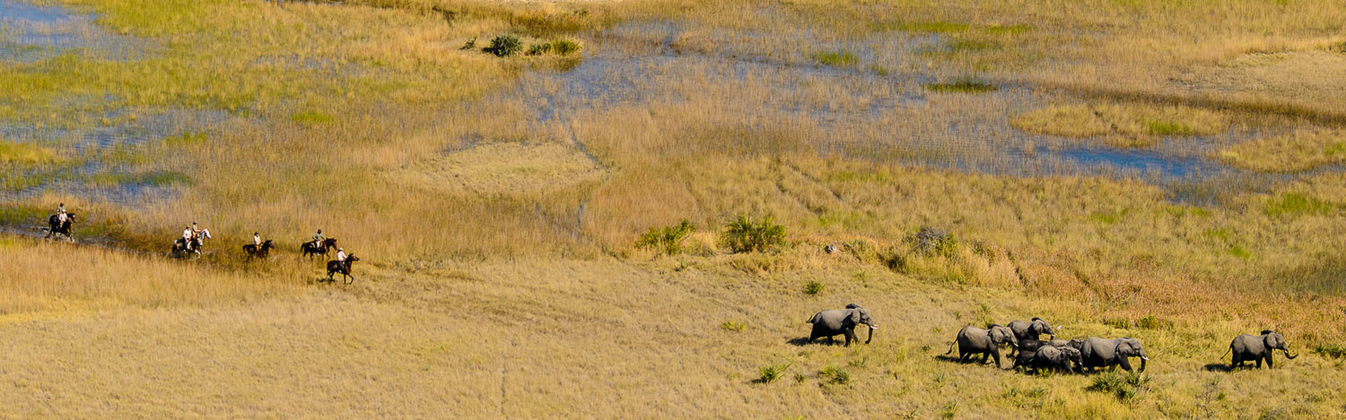 Okavango, sanctuaire de l'Afrique | Sous l'Acacia