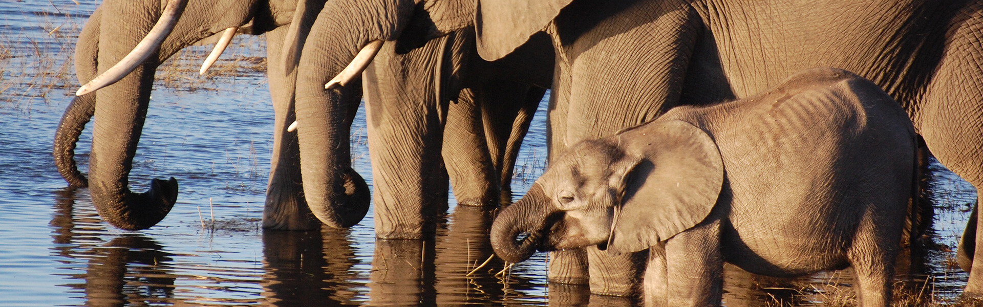 Du Kalahari à Victoria Falls | Sous l'Acacia