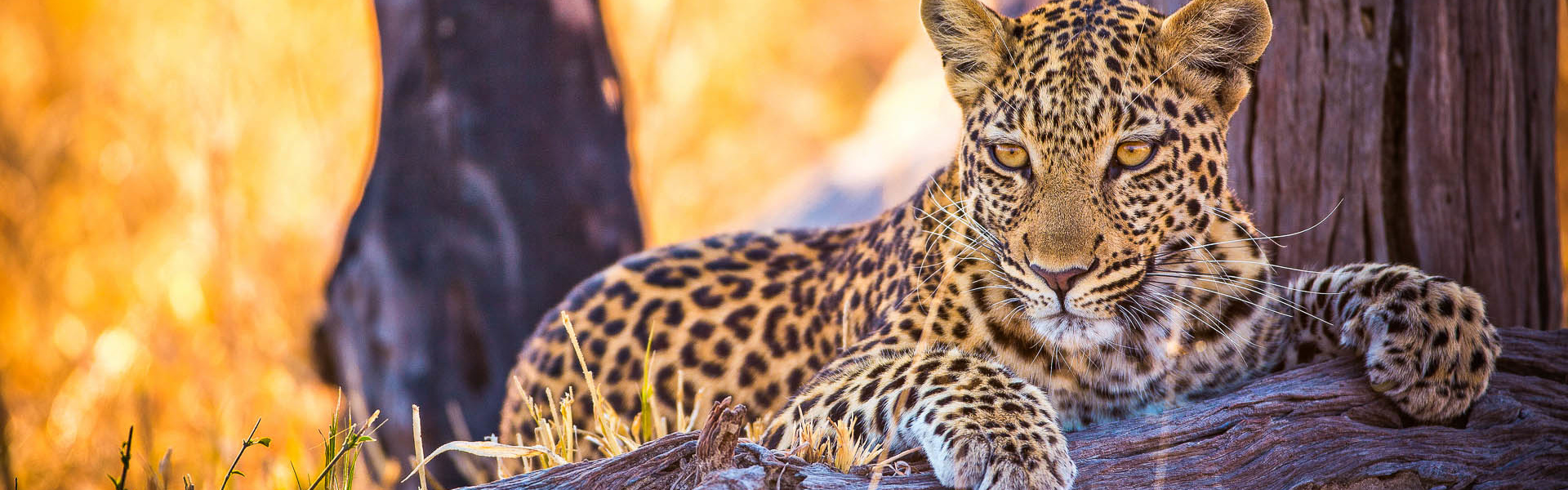 Botswana | Sous l'Acacia