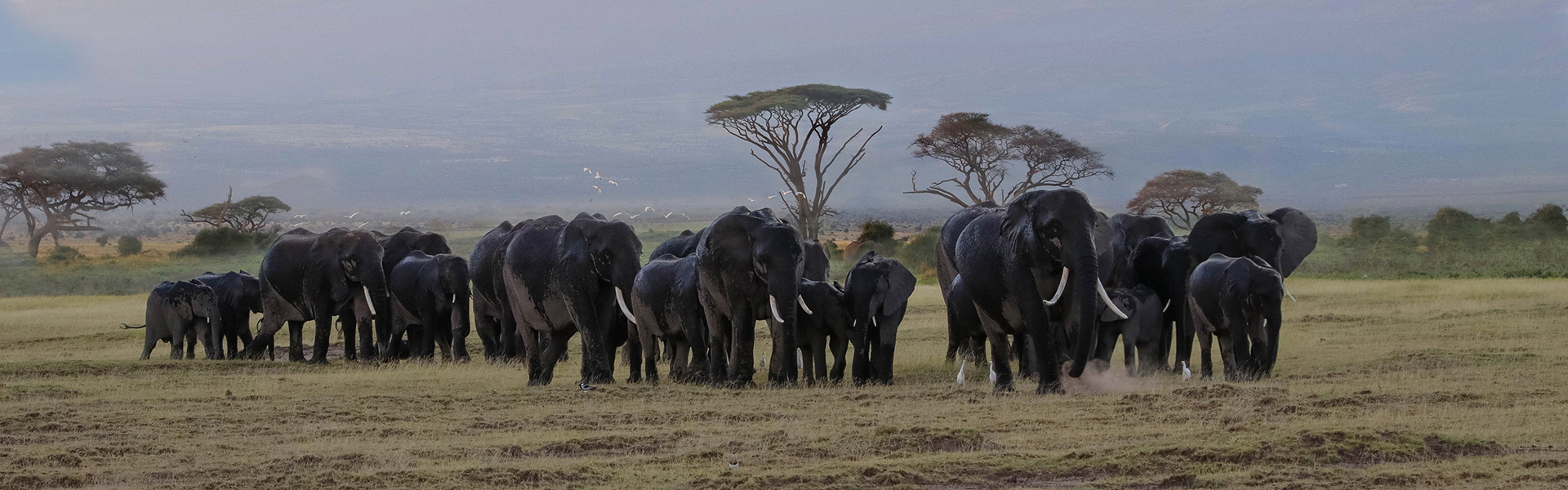 Amboseli | Sous l'Acacia