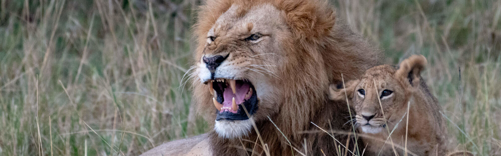 Partez pour un safari & un voyage sur-mesure en Afrique | Sous l'Acacia