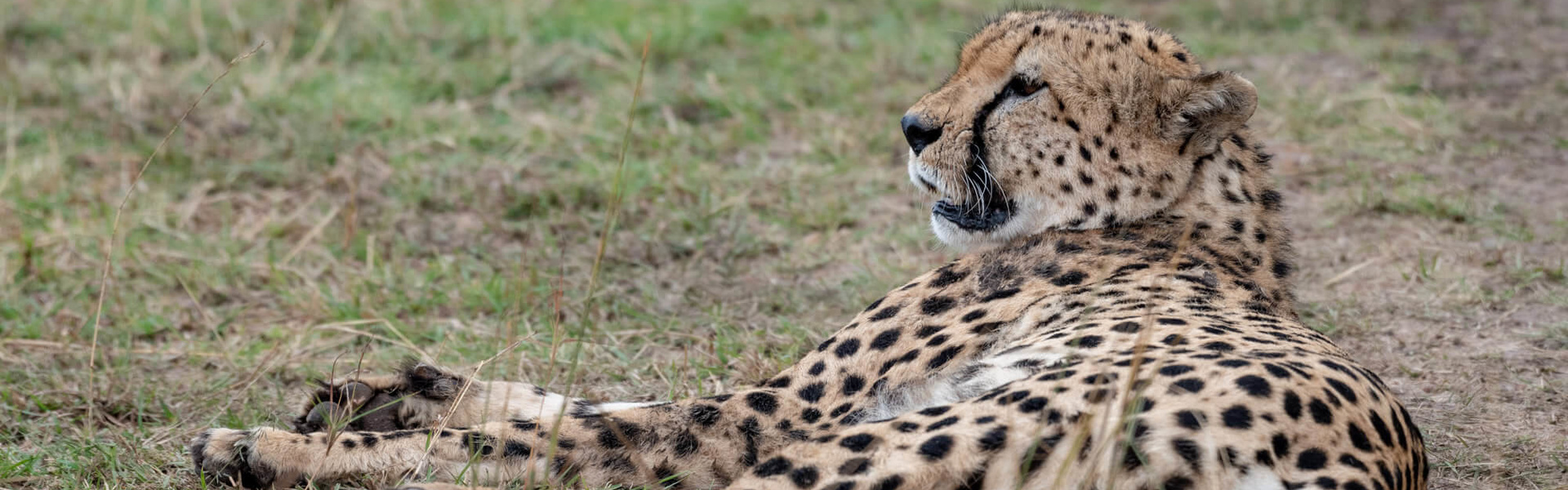 Partez pour un safari & un voyage sur-mesure en Afrique | Sous l'Acacia