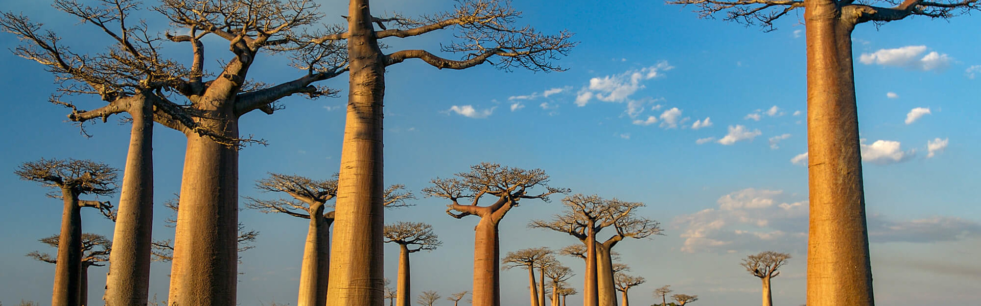 Madagascar | Sous l'Acacia