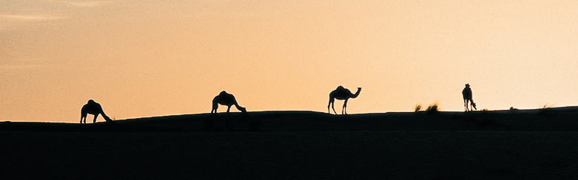 Vallée Blanche et dunes de l'Amatlich | Sous l'Acacia