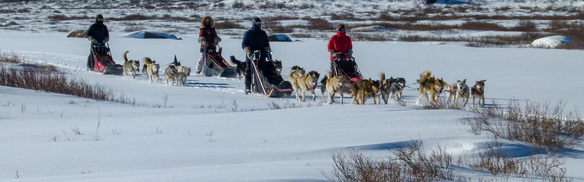 Chiens de traîneaux dans le massif du Khentii | Sous l'Acacia