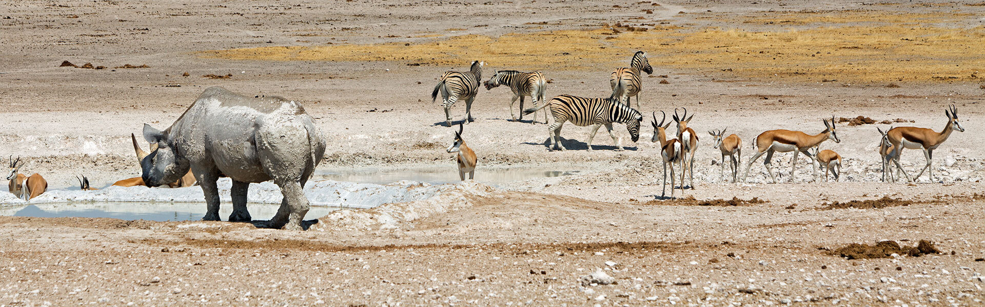 Etosha | Sous l'Acacia