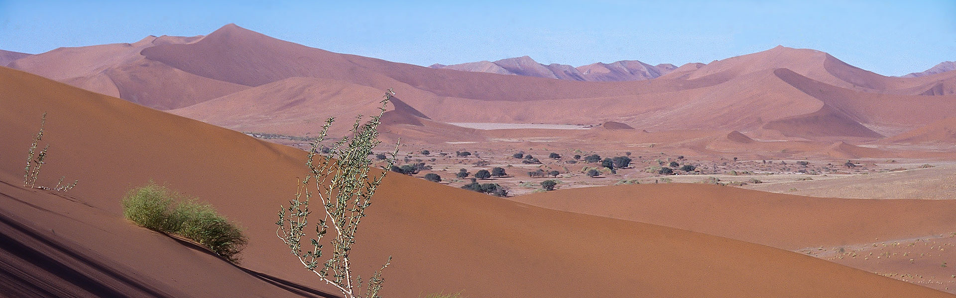 Désert du Namib | Sous l'Acacia