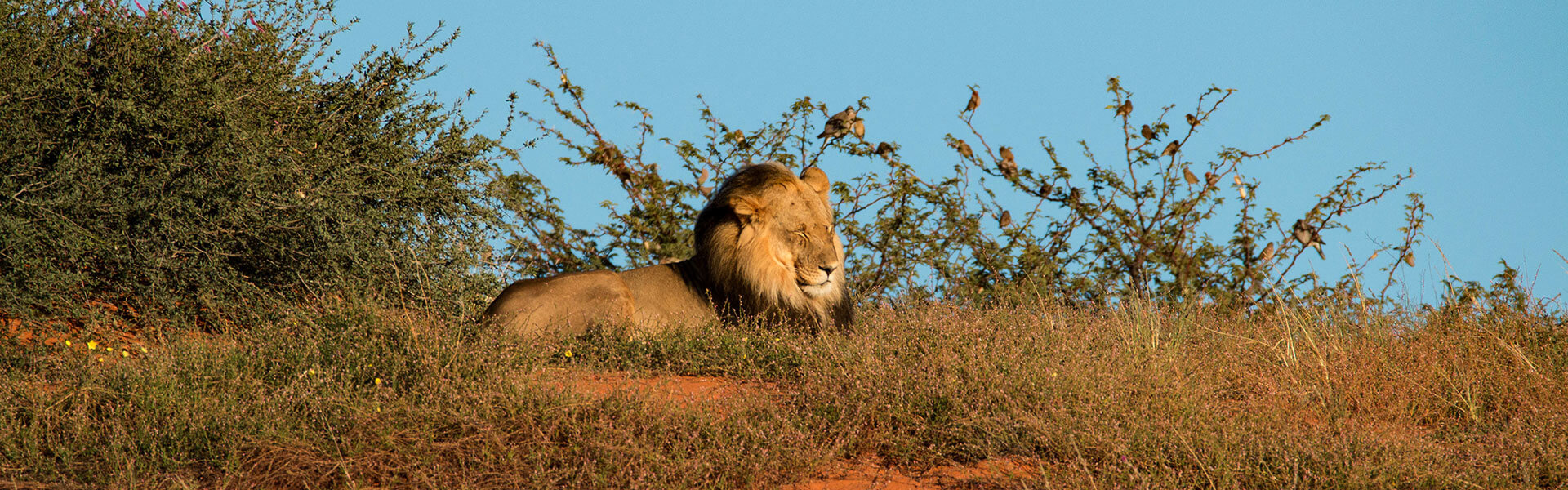 Kalahari namibien | Sous l'Acacia