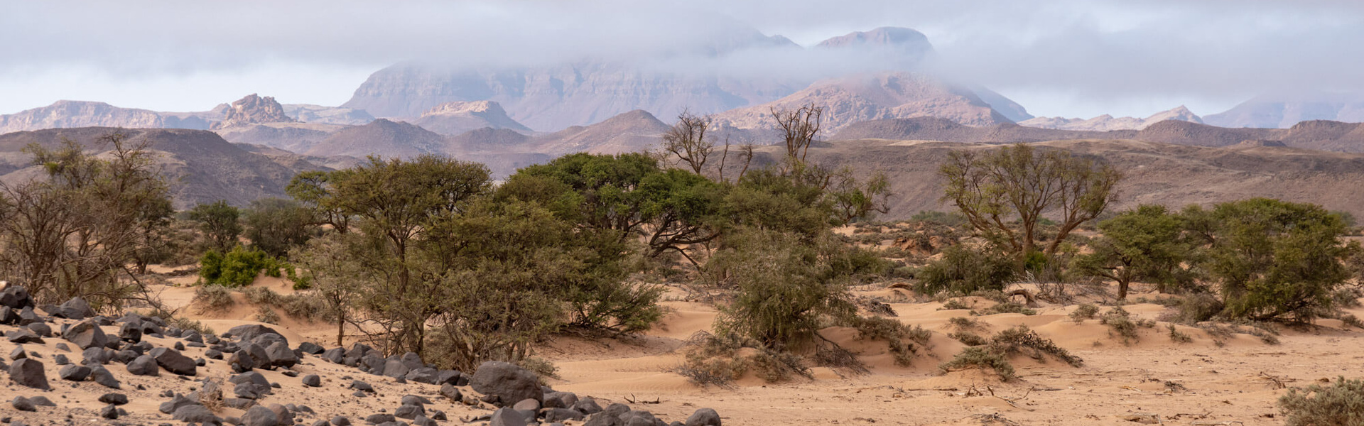 Spécial Faune et Eléphants du désert | Sous l'Acacia