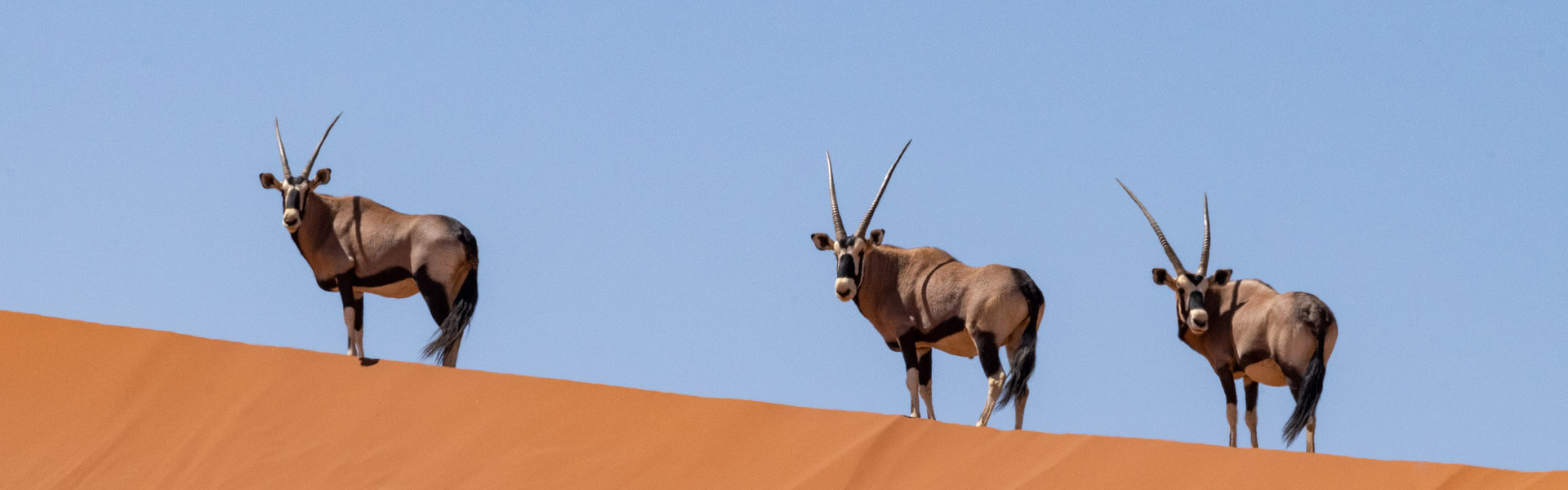 Faites un voyage sur-mesure en Namibie | Sous l'Acacia