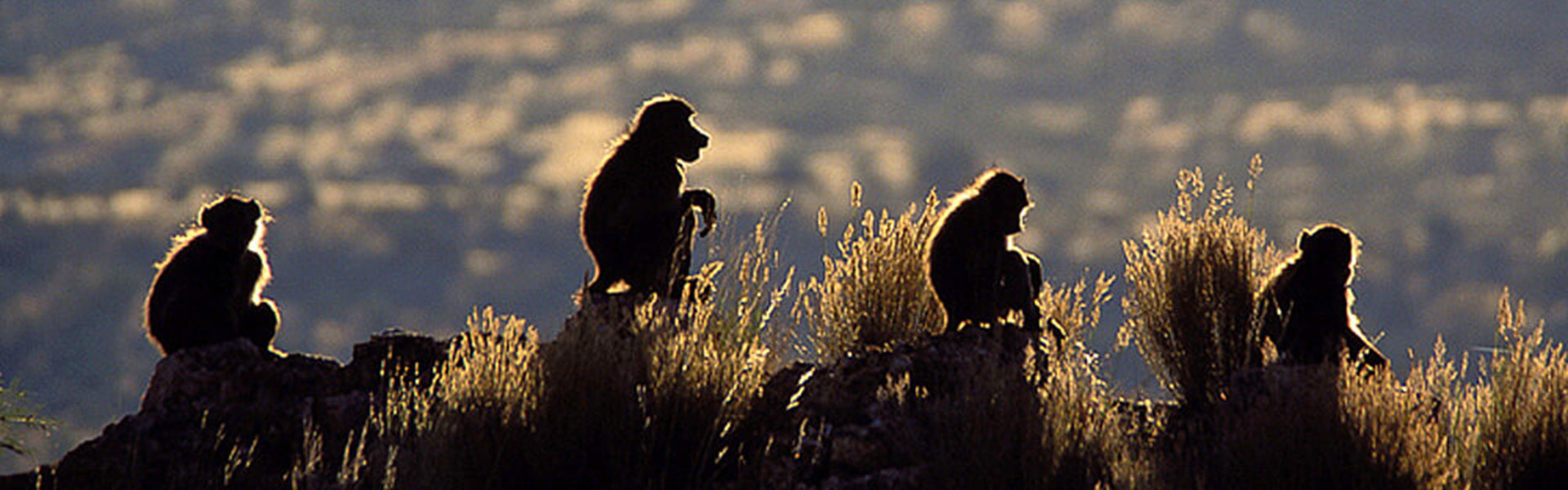 Windhoek | Sous l'Acacia