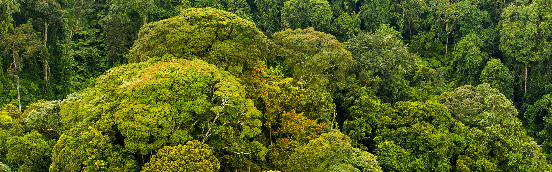 Forêt impénétrable de Bwindi | Sous l'Acacia