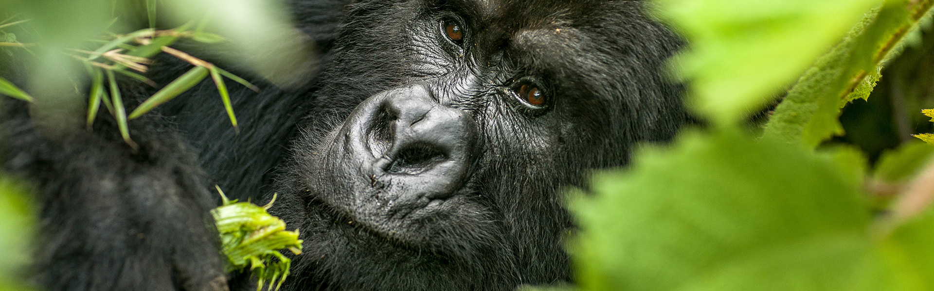 Aventure en Ouganda - Sur la piste des grands singes | Sous l'Acacia