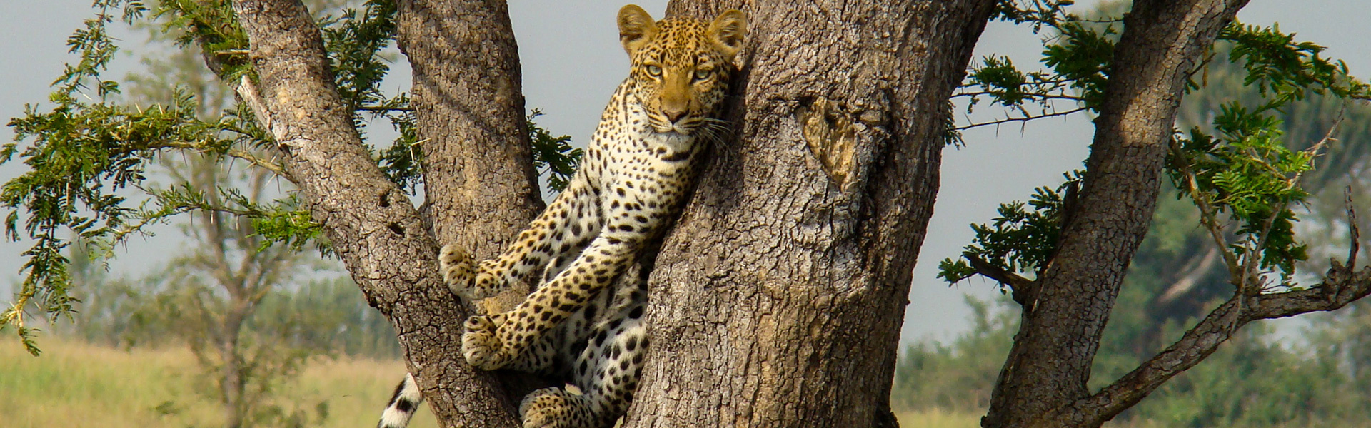 Parc national de Queen Elizabeth | Sous l'Acacia