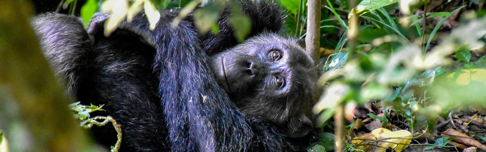 Ouganda - Spécial Primate | Sous l'Acacia