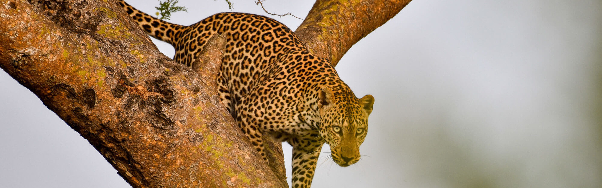 Ouganda | Sous l'Acacia