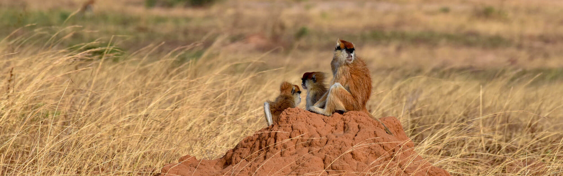 Entre savane et forêt en Ouganda | Sous l'Acacia