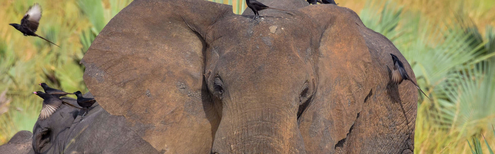 Partez pour un safari & un voyage sur-mesure en Afrique | Sous l'Acacia