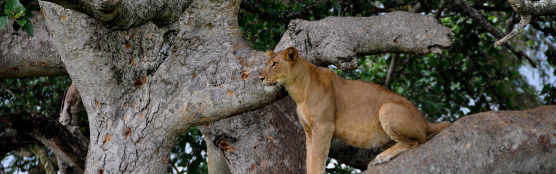 Aventure en Ouganda - Safari & Grands Singes - Départ Spécial | Sous l'Acacia