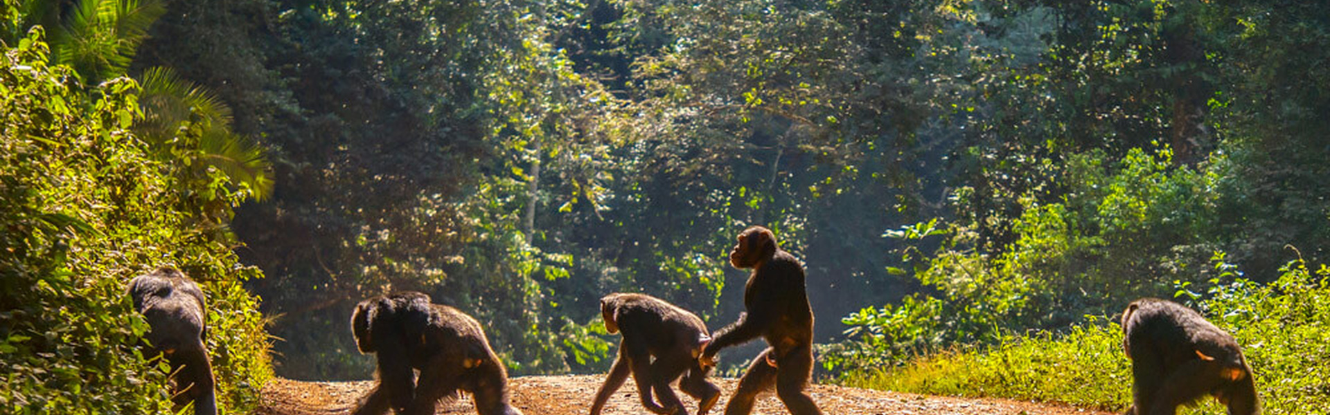 Ouganda - Spécial Primate | Sous l'Acacia